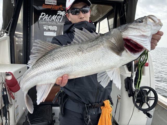 シーバス(スズキ)