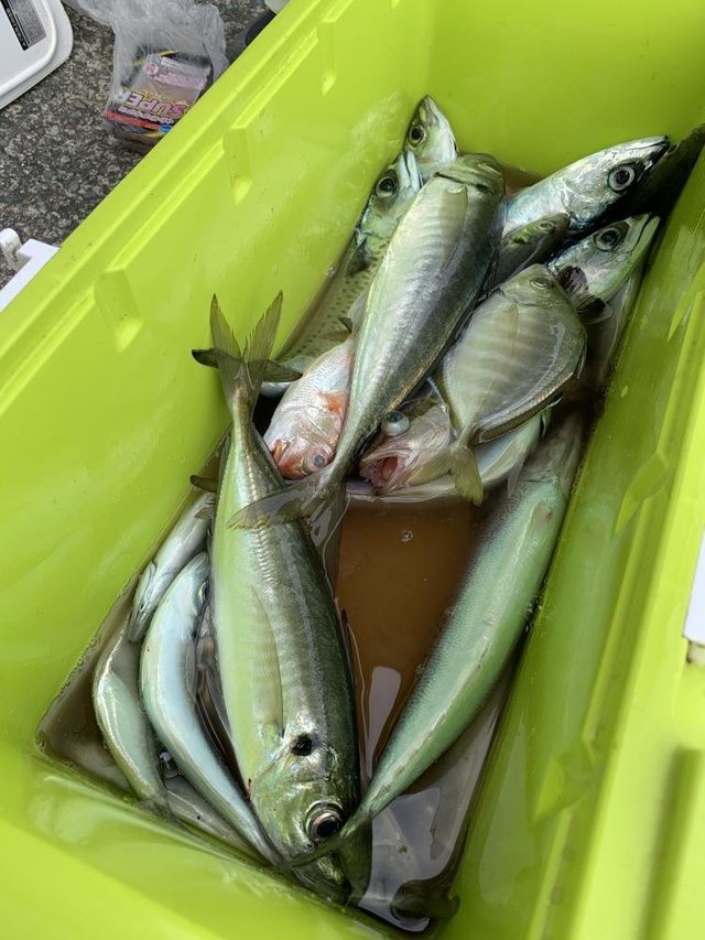 アジ(マアジ)・サバ(マサバ)