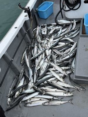 サゴシ(サワラ)・ヤナギ(サワラ)