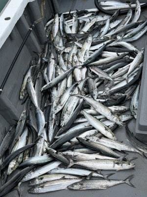 サゴシ(サワラ)・ヤナギ(サワラ)