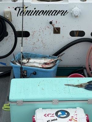 サゴシ(サワラ)・ヤナギ(サワラ)