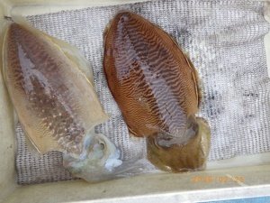 コウイカ