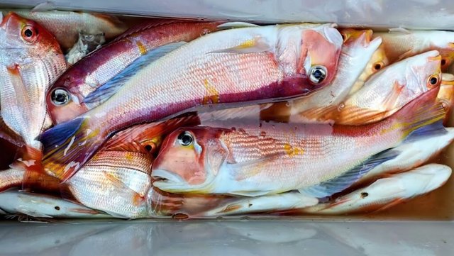 アマダイ(アカアマダイ)