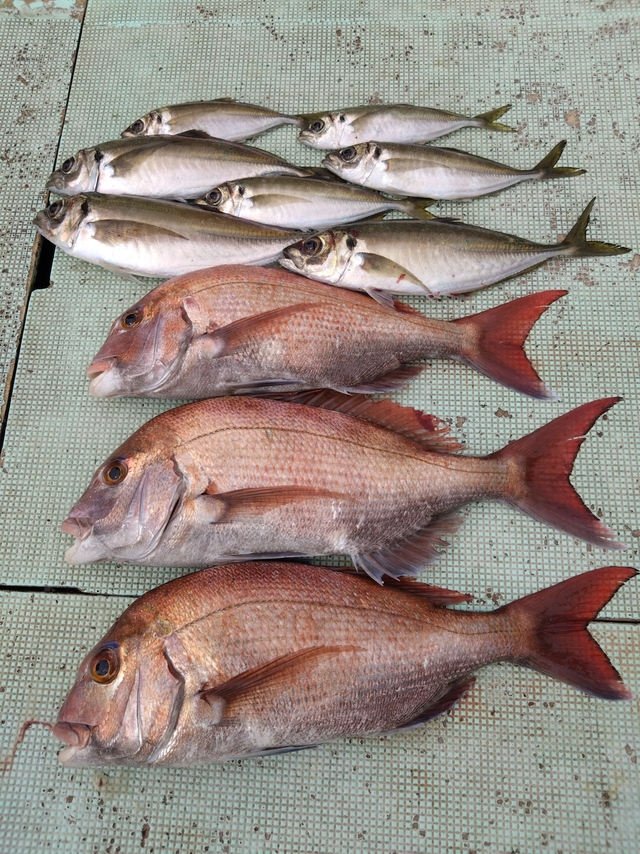 タイ(マダイ)・アジ(マアジ)