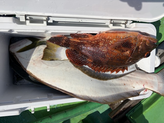 カサゴ・ヒラメ