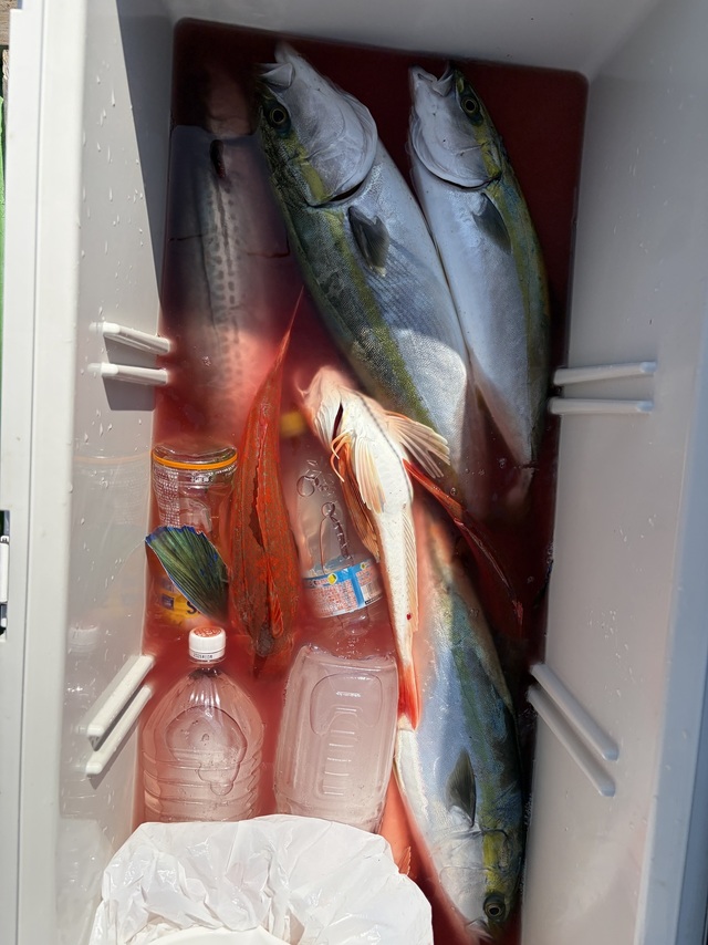 イナダ(ブリ)・ホウボウ