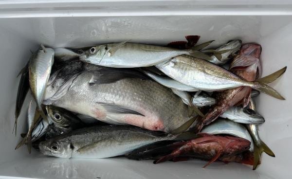 クロダイ・アジ(マアジ)・カサゴ