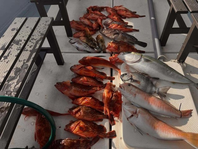 イシダイ・マハタ・キジハタ・メジロ(ブリ)・シロアマダイ・ウッカリカサゴ・ホウボウ