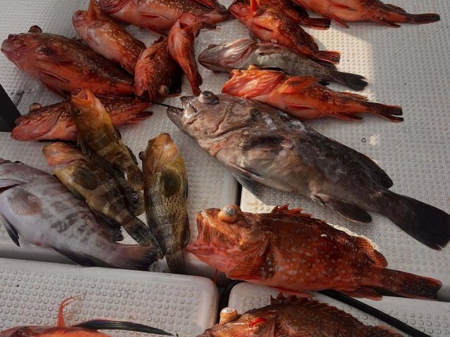 マハタ・キジハタ・ウッカリカサゴ