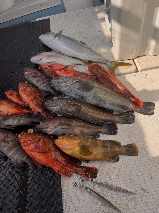 マダイ・マハタ・アオハタ・ハマチ(ブリ)・ウッカリカサゴ・ホウボウ・クログチ