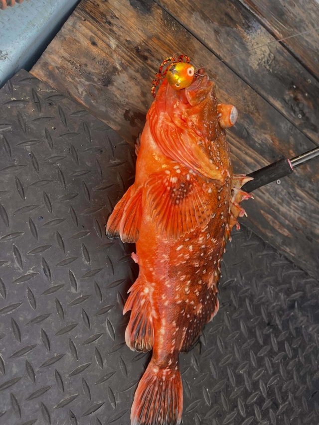 ウッカリカサゴ