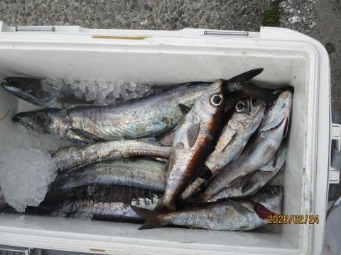 クロムツ・スミヤキ(クロシビカマス)