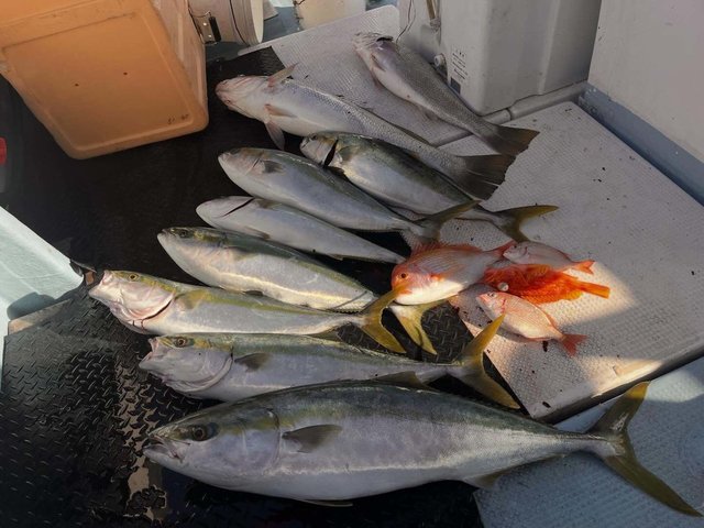 キダイ・チダイ・スズキ・ブリ・ハマチ(ブリ)・メジロ(ブリ)・アヤメカサゴ