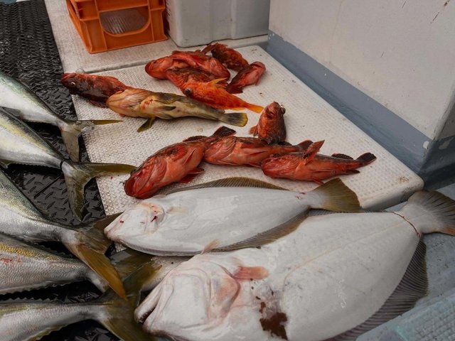 アオハタ・カサゴ・ウッカリカサゴ・ヒラメ