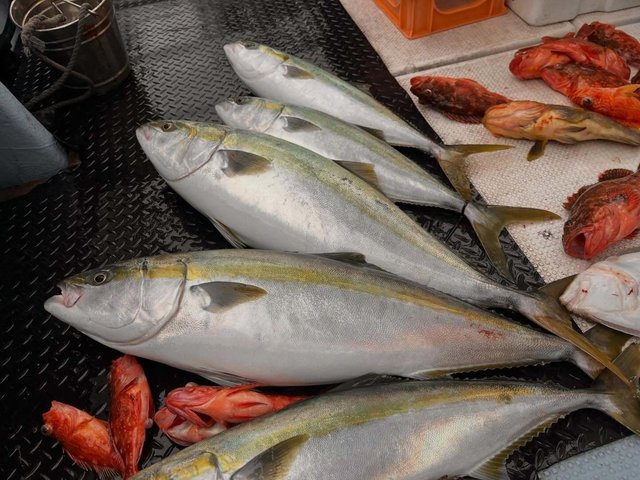 アオハタ・ブリ・ハマチ(ブリ)・ウッカリカサゴ・ヒラメ