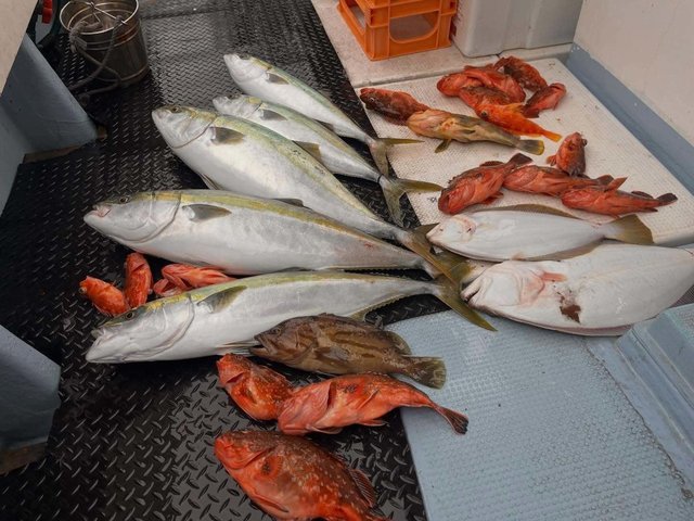 ホウキハタ・アオハタ・ブリ・ハマチ(ブリ)・カサゴ・ウッカリカサゴ・ヒラメ