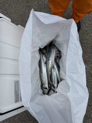 サゴシ(サワラ)・ヤナギ(サワラ)