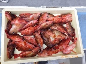 カサゴ
