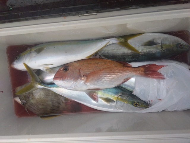 マダイ・イナダ(ブリ)