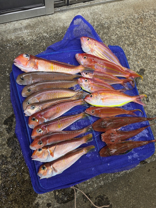 アマダイ(アカアマダイ)