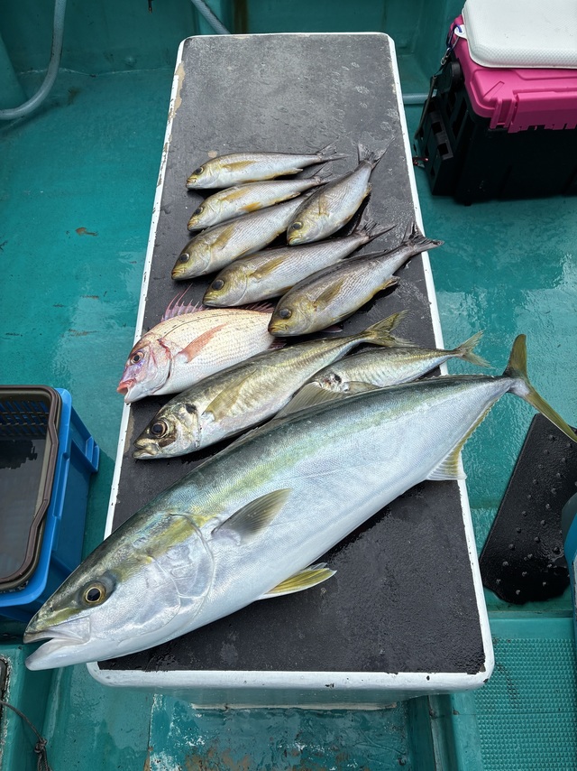 マアジ・メジロ(ブリ)