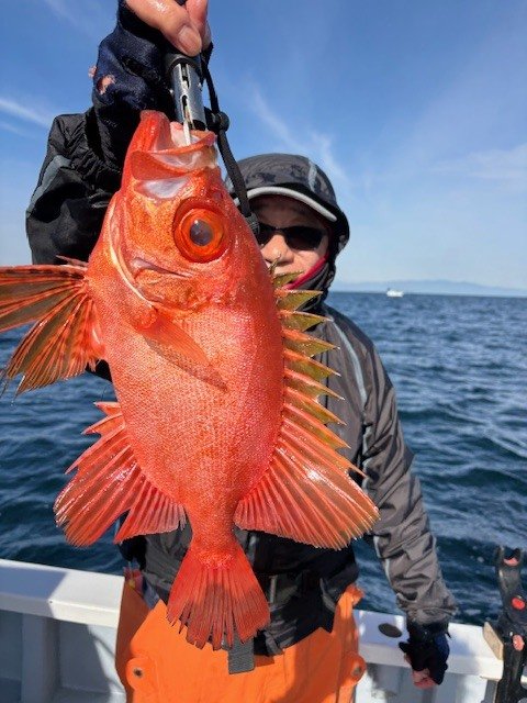 キントキ(チカメキントキ)