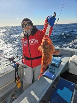 カンコ(ウッカリカサゴ)