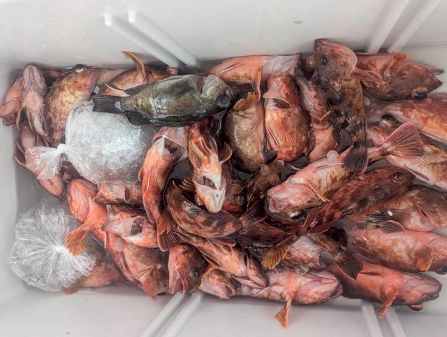 ガシラ(カサゴ)