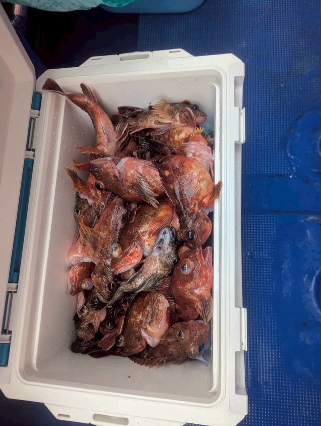 ガシラ(カサゴ)