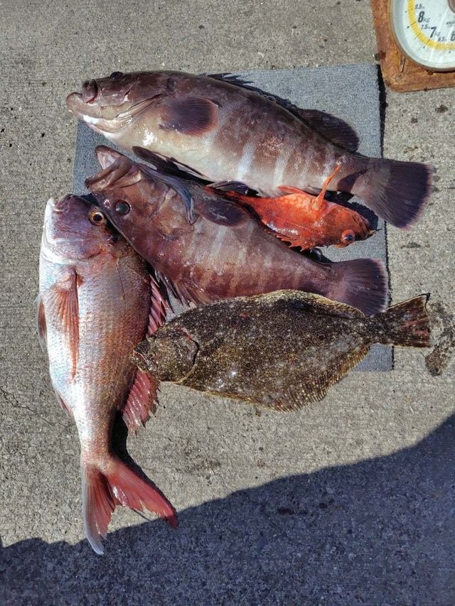 タイ(マダイ)・ヒラメ・ハタ(マハタ)