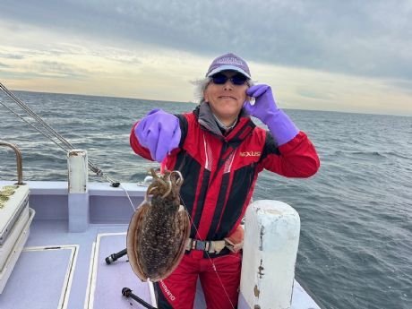 スミイカ(コウイカ)