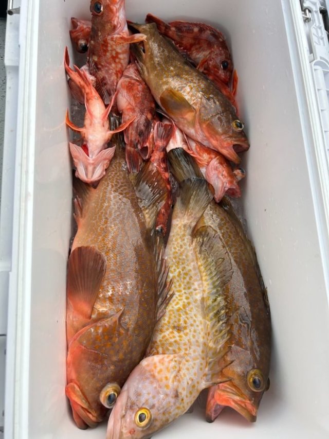 アコウ(キジハタ)・アラカブ(カサゴ)