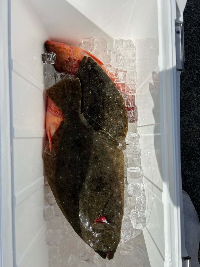 カサゴ・ヒラメ