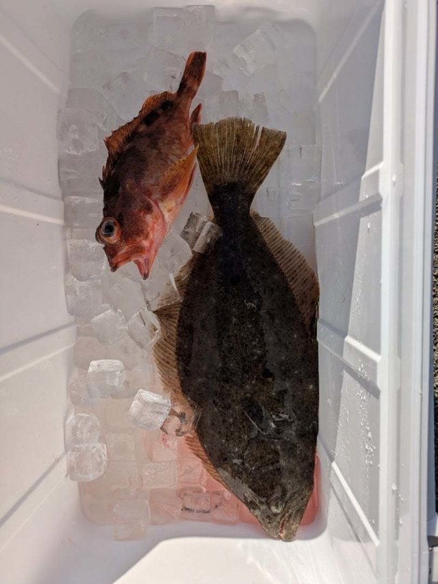 カサゴ・ヒラメ