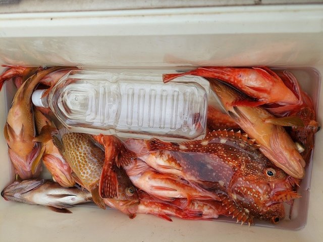 キジハタ・ウッカリカサゴ