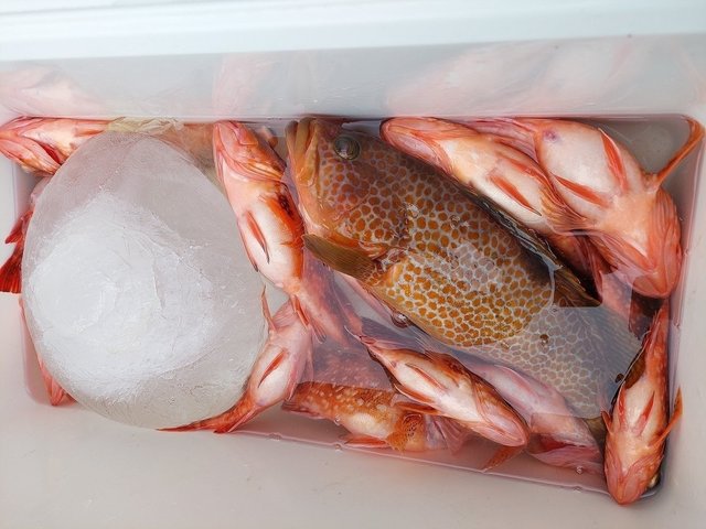 キジハタ・ウッカリカサゴ