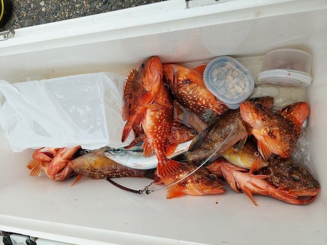 キジハタ・ウッカリカサゴ