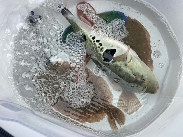 ガンゾウ(ガンゾウビラメ)・トラフグ