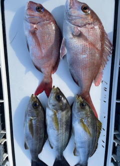 マダイ・イサキ