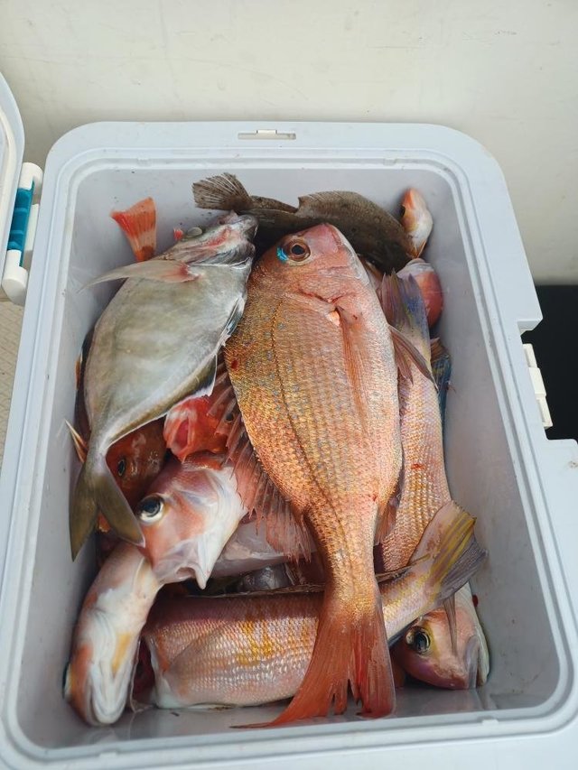 マダイ・カイワリ・アマダイ(アカアマダイ)