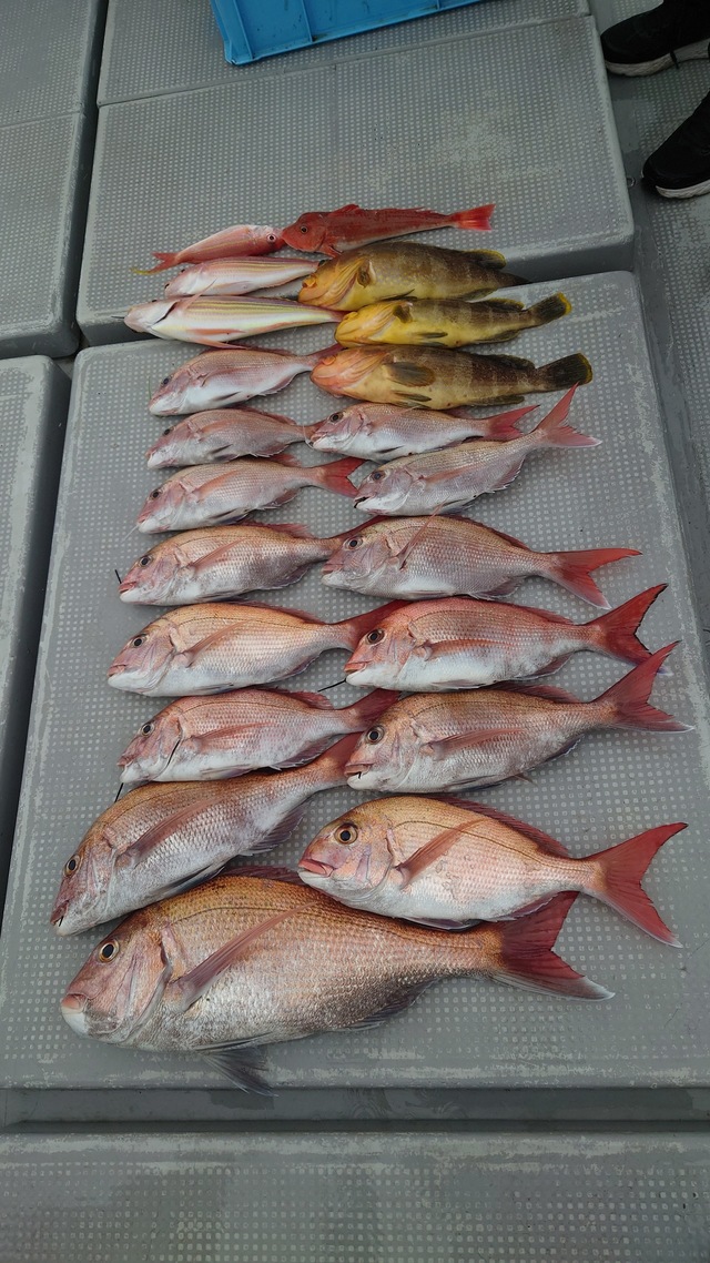 マダイ・アオナ(アオハタ)