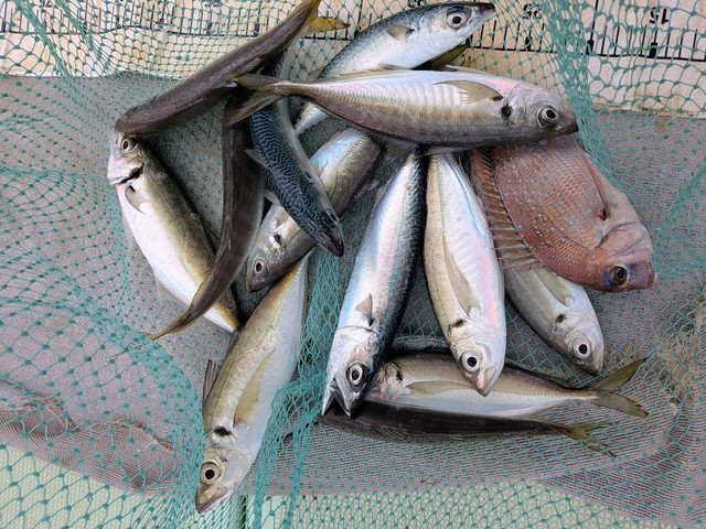 タイ(マダイ)・アジ(マアジ)・マサバ