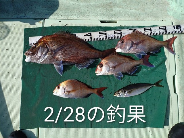 マダイ・マアジ