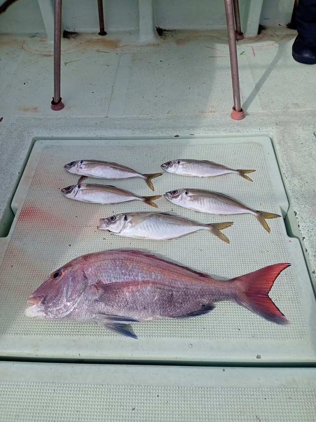 マダイ・マアジ