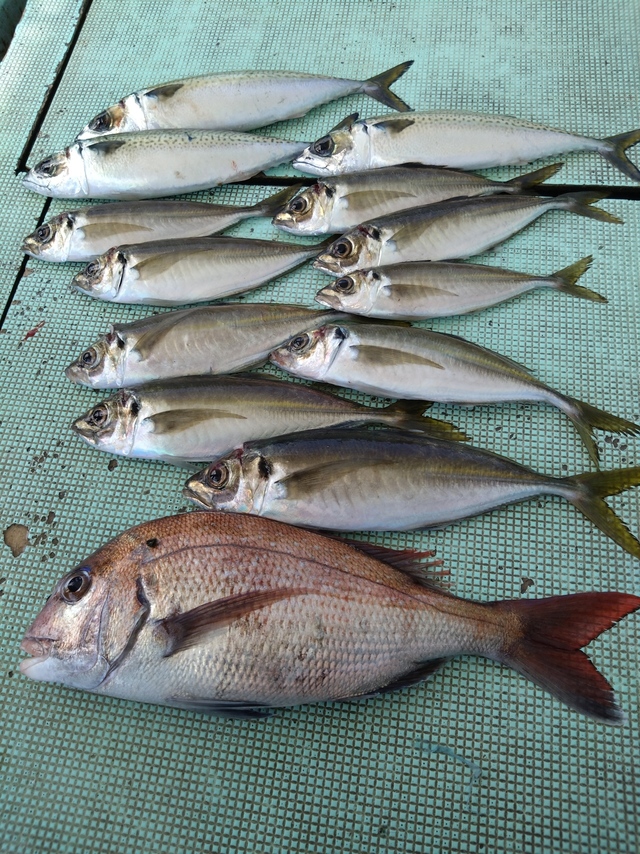 タイ(マダイ)・アジ(マアジ)・サバ(マサバ)
