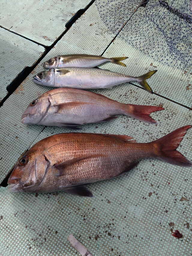 タイ(マダイ)・アジ(マアジ)・サバ(マサバ)