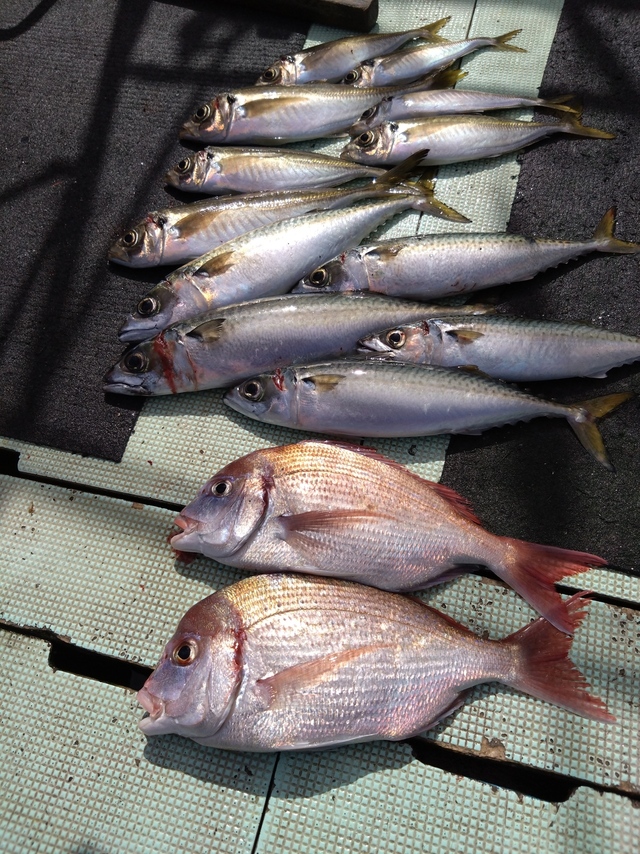 タイ(マダイ)・アジ(マアジ)・サバ(マサバ)