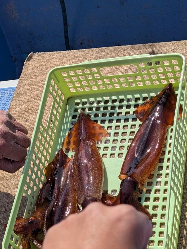 スルメ(スルメイカ)