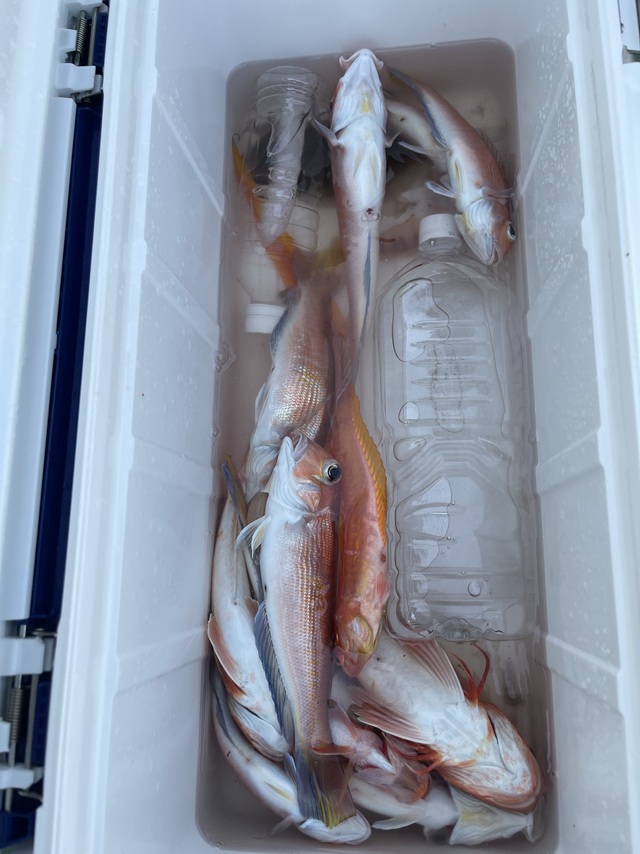 アマダイ(アカアマダイ)