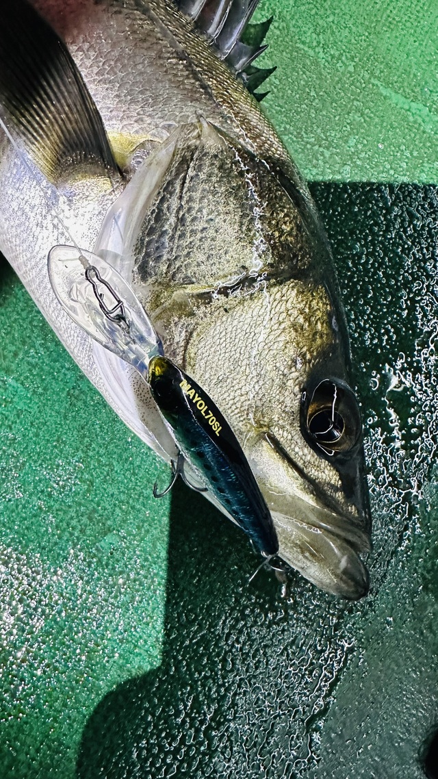 シーバス(スズキ)